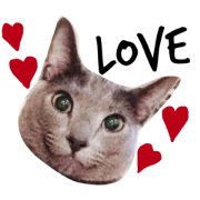 cat Bucchi
