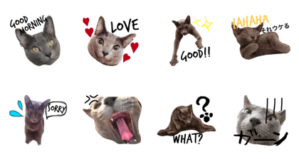 cat Bucchi