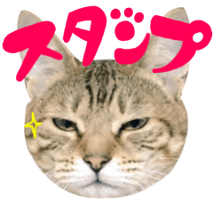飼い猫アメリとメロスタンプ 【実写】