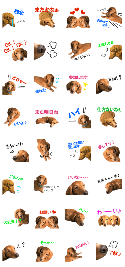 Dachshund COO's everyday