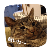 Typical Cat in Japan