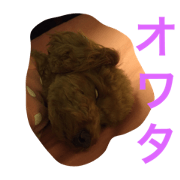 Toypoo Kohana