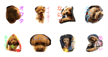 Toypoo Kohana