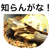 Fukucchi Sticker!