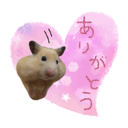 daily humster sticker