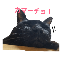 surreal black cat 2