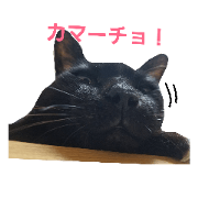 surreal black cat 2