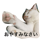 nekocatneko nekocatneko