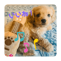 ミックス犬パピーcoco ペキマルプー の日常 Line スタンプ Line Store