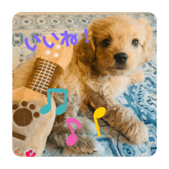 ミックス犬パピーcoco ペキマルプー の日常 Line スタンプ Line Store