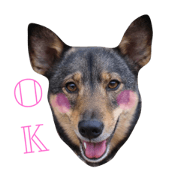 shepherd mix HIME shepherd mix HIME