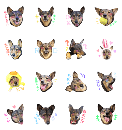 shepherd mix HIME shepherd mix HIME