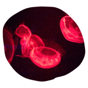 karakurenai karakurenai