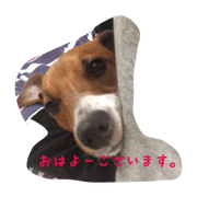 my lovely jack my lovely jack