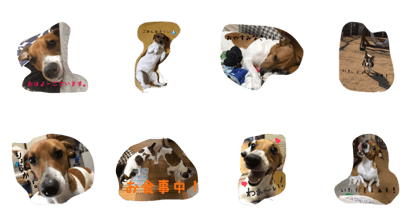 my lovely jack my lovely jack