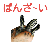 Turtle Kamekichi Ver2 Turtle Kamekichi Ver2