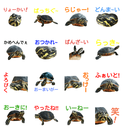 Turtle Kamekichi Ver2 Turtle Kamekichi Ver2