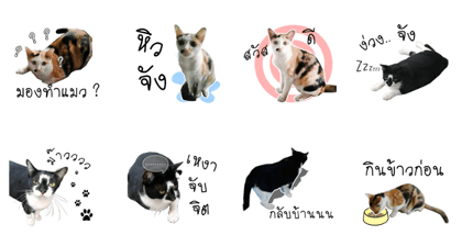 Black cat with winkky