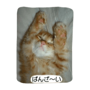 Chi & Taku Cat Chi & Taku Cat