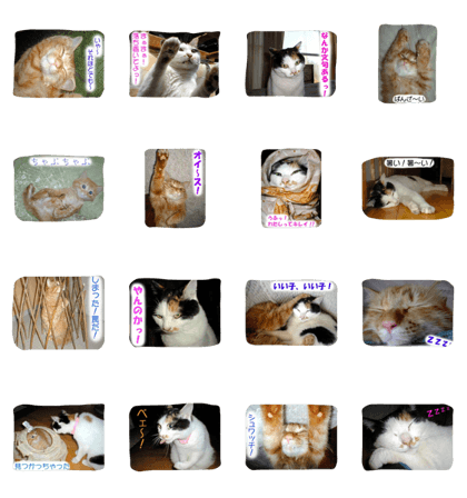 Chi & Taku Cat Chi & Taku Cat