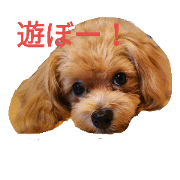 maltipoo Belle maltipoo Belle