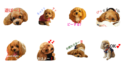 maltipoo Belle maltipoo Belle