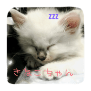 MyCAT kinako MyCAT kinako