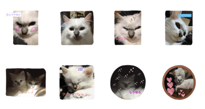 MyCAT kinako MyCAT kinako