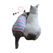 my cats(mm) my cats(mm)