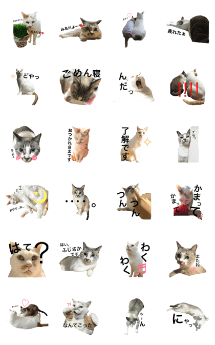 my cats(mm) my cats(mm)