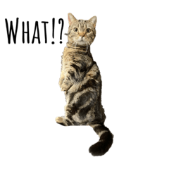 my Munchkin cat Neko