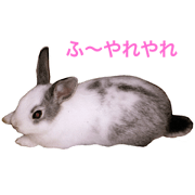 kotaro rabbit kotaro rabbit