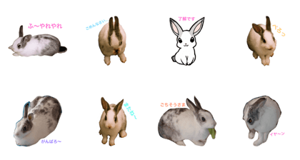 kotaro rabbit kotaro rabbit