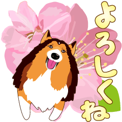 Exciting Sheltie's cheerful greetings