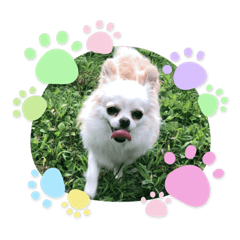 みしぇこ