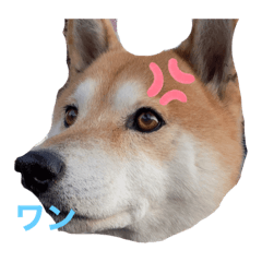 トニーでござんす
