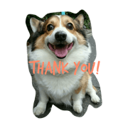 my lovery dog kintaro my lovery dog kintaro