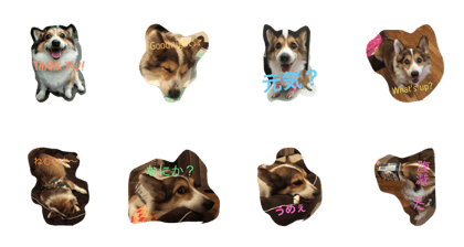 my lovery dog kintaro my lovery dog kintaro