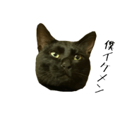 Black CAT Jikkun Black CAT Jikkun