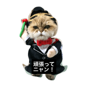 PKO PAUOLEKAMALEI PKO PAUOLEKAMALEI