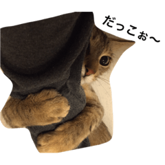 it is coco. it is a cat.