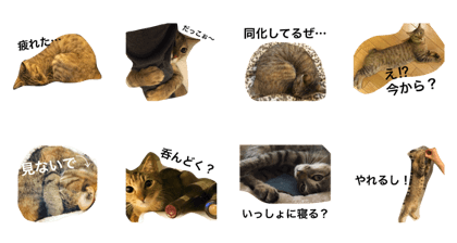 it is coco. it is a cat.