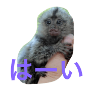 This sticker is our pets.