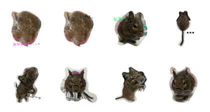 degu's nezu