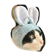 Its funny cats Its funny cats