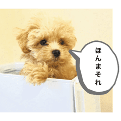 関西弁犬 マルプーの赤ちゃん版 Line スタンプ Line Store 関西弁犬 マルプーの赤ちゃん版 Line スタンプ Line Store