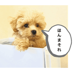 関西弁犬 マルプーの赤ちゃん版 Line スタンプ Line Store