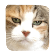 calico cat sticker's