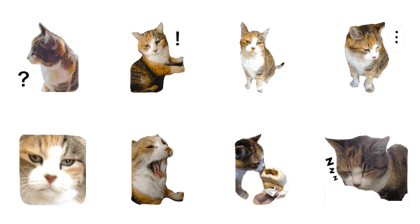 calico cat sticker's