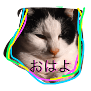 greetings from a handsome cat